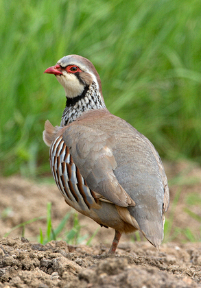 Red-legged Partridge DM1622